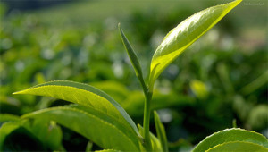 Tee - Camellia sinensis