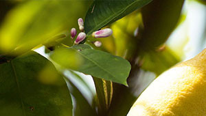 Zitrone - Citrus limon Zitrone - Citrus limon