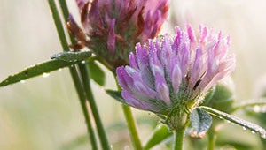 Rotklee - Trifolium pratense Rotklee - Trifolium pratense