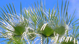 Carnauba - Copernicia prunifera Carnauba - Copernicia prunifera