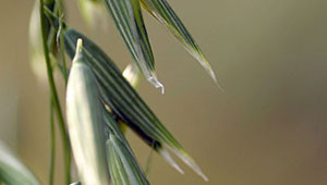 Hafer - Avena sativa Hafer - Avena sativa