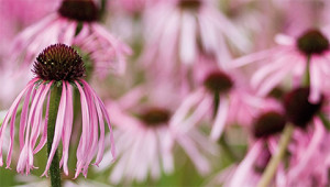 Sonnenhut - Echinacea pallida Sonnenhut - Echinacea pallida