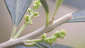 Olivenbaum - Olea europaea Olivenbaum - Olea europaea