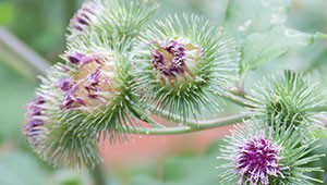 Klette - Arctium lappa Klette - Arctium lappa