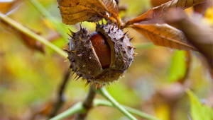 Roskastanie - Aesculus hippocastanum Roskastanie - Aesculus hippocastanum