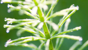 Ackerschachtelhalm - Equisetum arvense Ackerschachtelhalm - Equisetum arvense