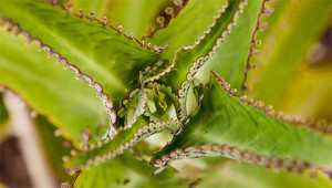 Bryophyllum - Kalanchoë daigremontiana