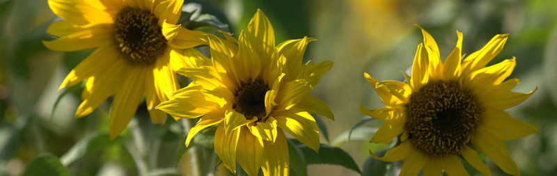 Sonnenhut - Helianthus annuus Sonnenhut - Helianthus annuus