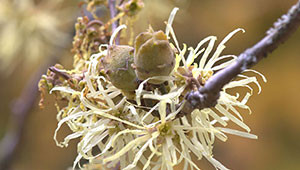 Zaubernuss - Hamamelis virginiana Zaubernuss - Hamamelis virginiana
