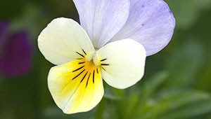 Stiefmütterchen - Viola tricolor Stiefmütterchen - Viola tricolor