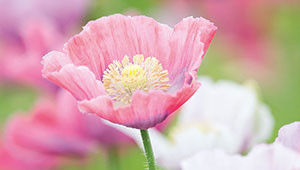 Weißmohn - Papaver somniferum Weißmohn - Papaver somniferum