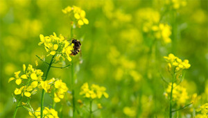 Senf - Brassica nigra Senf - Brassica nigra