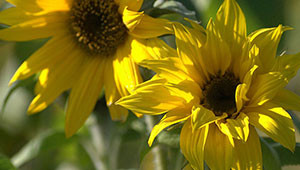 Sonnenblume - Helianthus annuus Sonnenblume - Helianthus annuus