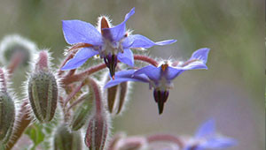 Borretsch - Borago officinalis Borretsch - Borago officinalis