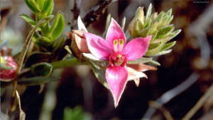 Ratanhia - Krameria triandra Ratanhia - Krameria triandra