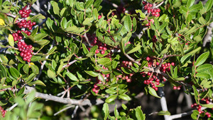 Mastixstrauch - Pistacia lentiscus Mastixstrauch - Pistacia lentiscus