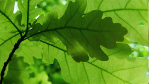 Eiche - Quercus robur Eiche - Quercus robur