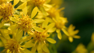 Goldrute - Solidago virgaurea Goldrute - Solidago virgaurea