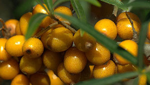 Sanddorn - Hippophae rhamnoides Sanddorn - Hippophae rhamnoides