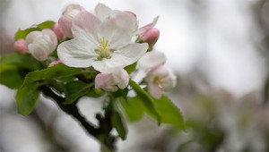 Apfel - Malus domestica Apfel - Malus domestica