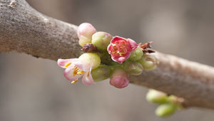Myrrhe - Commiphora molmol Myrrhe - Commiphora molmol