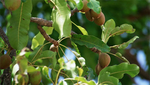 Sheabaum - Butyrospermum parkii Sheabaum - Butyrospermum parkii