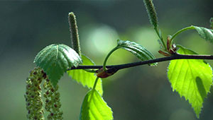 Birke - Betula pendula Birke - Betula pendula