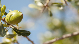 Arganbaum - Argania spinosa Arganbaum - Argania spinosa