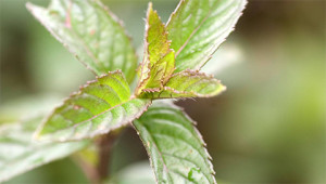 Pfefferminze - Mentha piperita Pfefferminze - Mentha piperita