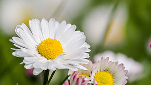 Gänseblümchen - Bellis perennis Gänseblümchen - Bellis perennis