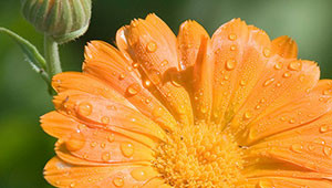 Ringelblume - Calendula officinalis Ringelblume - Calendula officinalis