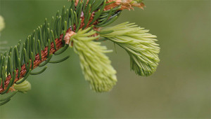 Fichte - Picea abies Fichte - Picea abies