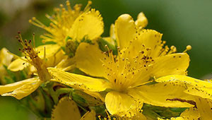 Johanniskraut - Hypericum perforatum Johanniskraut - Hypericum perforatum