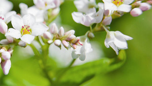 Buchweizen - Polygonum fagopyrum Buchweizen - Polygonum fagopyrum