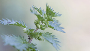 Brennnessel - Urtica urens Brennnessel - Urtica urens