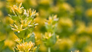 Gelber Enzian - Gentiana lutea Gelber Enzian - Gentiana lutea