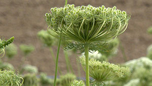 Karotte - Daucus carota Karotte - Daucus carota