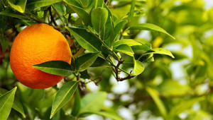 Bitterorange - Citrus aurantium amara Bitterorange - Citrus aurantium amara