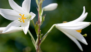 Madonnenlilie - Lilium candidum Madonnenlilie - Lilium candidum