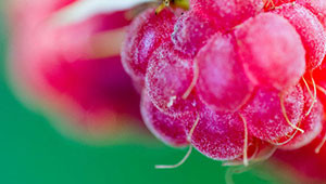 Himbeere - Rubus idaeus Himbeere - Rubus idaeus