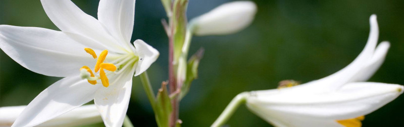 Madonnenlilie - Lilium candidum Madonnenlilie - Lilium candidum