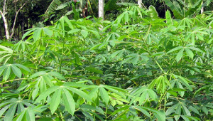 Maniok - Manihot esculenta Maniok - Manihot esculenta