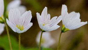 Sauerklee - Oxalis acetosella Sauerklee - Oxalis acetosella