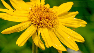 Arnika - Arnica montana Arnika - Arnica montana