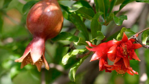 Granatapfel - Punica granatum Granatapfel - Punica granatum