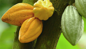 Kakao - Theobroma cacao Kakao - Theobroma cacao