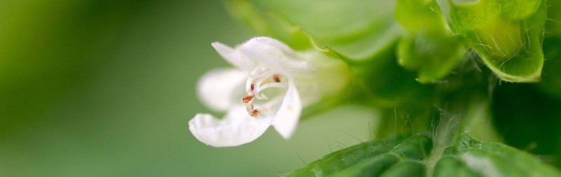 Melisse - Melissa officinalis Melisse - Melissa officinalis