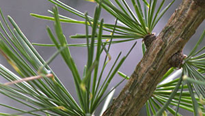 Lärche - Larix decidua Lärche - Larix decidua