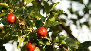 Acerola - Malpighia punicifolia Acerola - Malpighia punicifolia