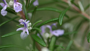 Rosmarin - Rosmarinus officinalis Rosmarin - Rosmarinus officinalis